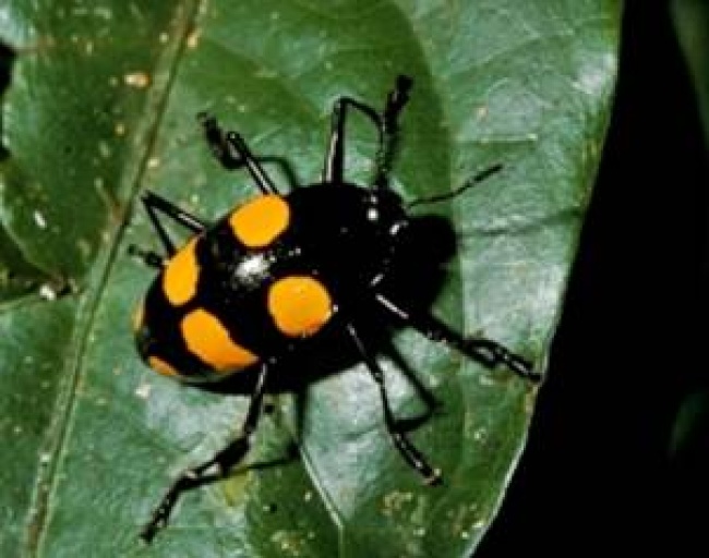 De acuerdo a un estudio realizado en la selva de Panamá, existen 20 insectos por cada especie de planta, 83 por cada ave y 312 por cada mamífero. 