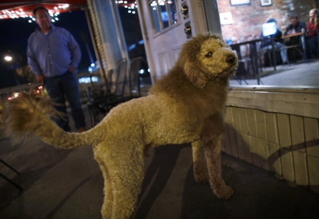El animal que causó alerta resultó ser en realidad un perro rasurado de tal manera que parecía ser un león. INTERNET