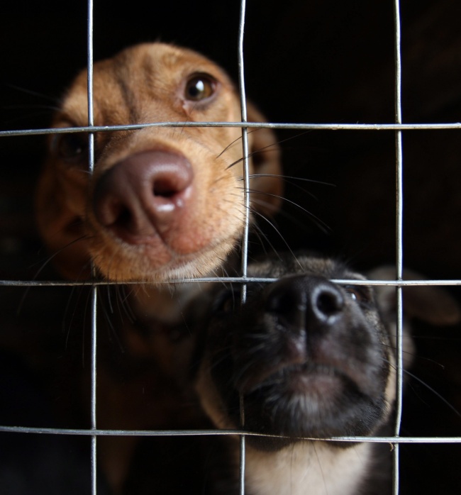 Detienen a hombre por vender barbacoa de perro en Juárez