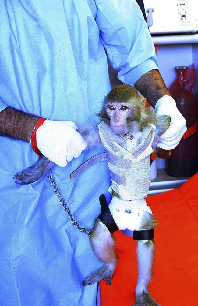 Un mono de cresta gris fue lanzado al espacio y regresó sano y salvo, dijeron autoridades iraníes. (EFE)