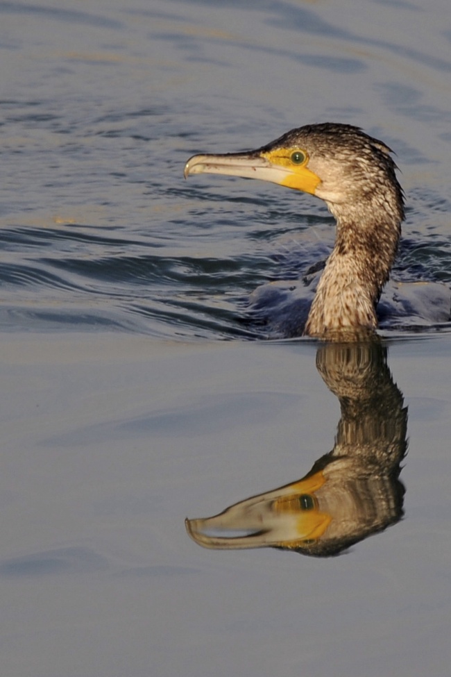 Cormoranes en Kuwait