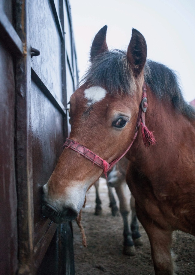 Mercado de caballos en el pueblo polaco de Skaryszew