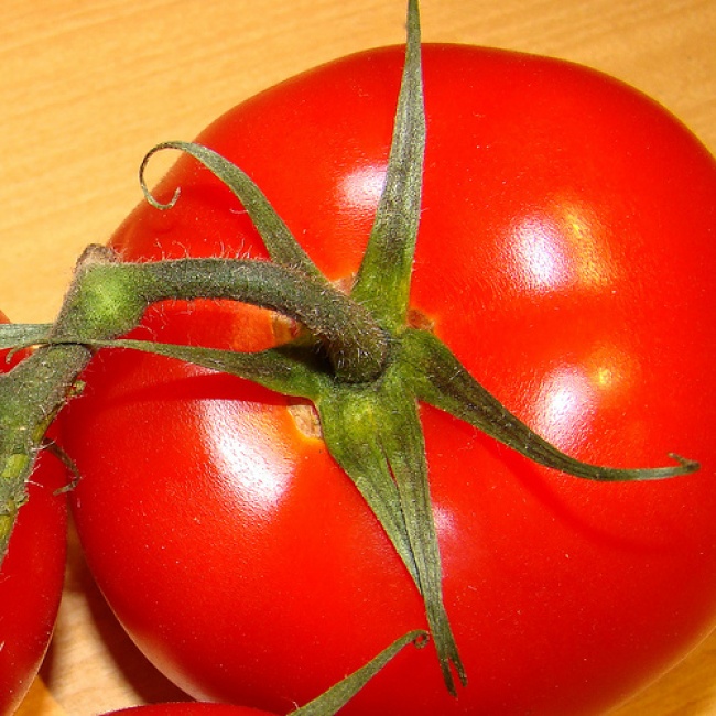 Los tomates cultivados con métodos 'ecológicos' u orgánicos son, en general, más pequeños que los obtenidos de cultivos 'convencionales', pero también son más sabrosos y nutritivos.