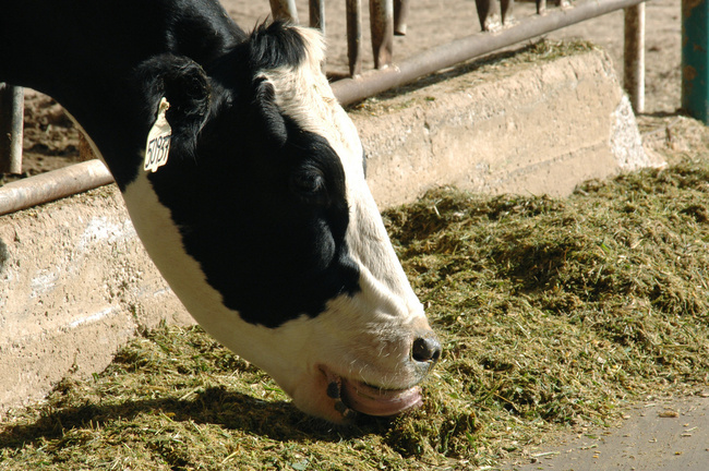 Apoyos. Entregarán a productores suplemento alimenticio para ganado en el municipio de Cuencamé.