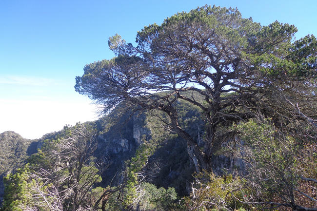 Picachos. Los picachos son cerros con áreas boscosas que se ubican a más de 2800 metros sobre el nivel del mar.
