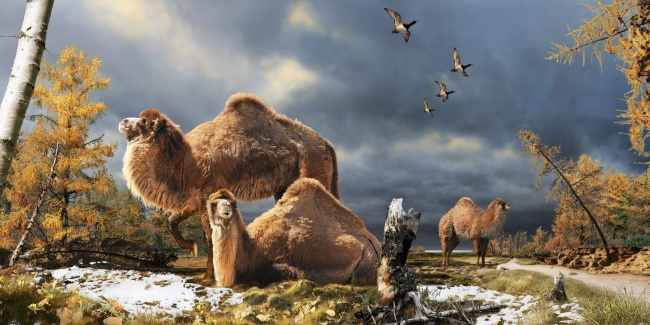 Este es un importante descubrimiento porque proporciona la primera evidencia de que camellos vivieron en la región ártica. EFE