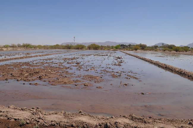 A la antigua. La mayoría de los agricultores en la Comarca Lagunera continúan regando con aniegos, como se hacía hace 100 años, sin un aprovechamiento del agua.