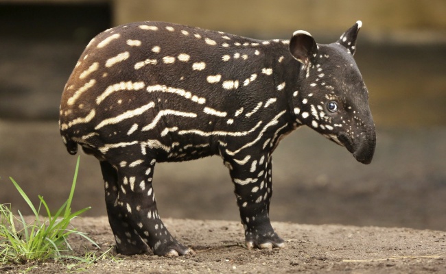 El primer tapir nacido en el zoo de Leipzig