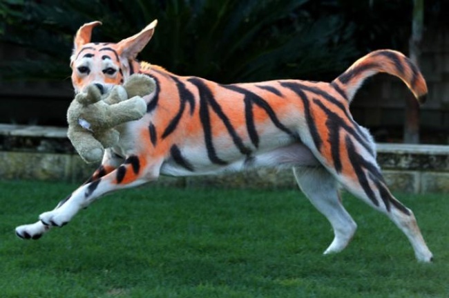 'Lilo' corre pintado como Tigger. (The Sun)
