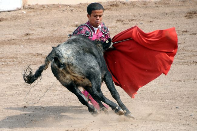 De fiesta estarán los Enanitos Toreros de Torreón, quienes festejarán su 36 aniversario en el ruedo del Coliseo Centenario de Torreón el próximo 28 de abril, al ofrecer una gran función. Para dicha jornada, la compañía de Rogelio Amador prepara un espectáculo especial con sus miniestrellas. 