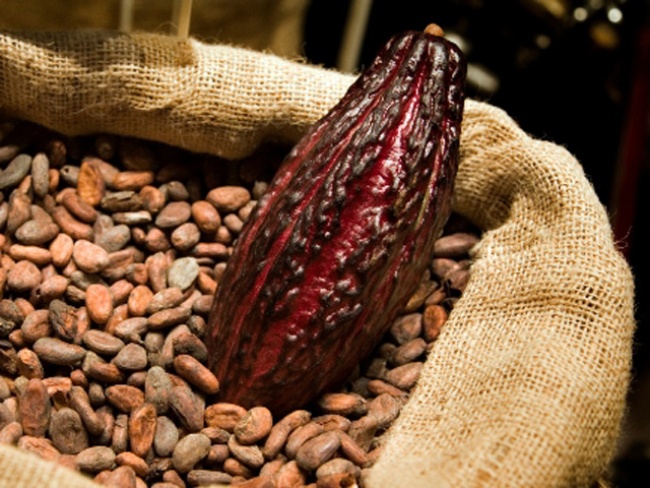 Semillas de cacao. 