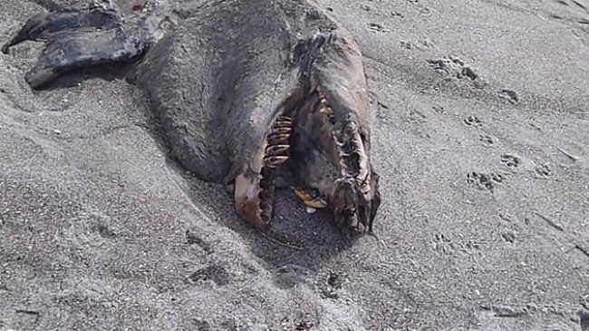 Aparece 'monstruosa' criatura en playa de Nueva Zelanda