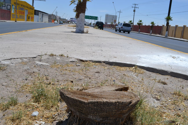 Faltan palmas. Cada vez hay menos palmas en el camellón central de la carretera Torreón-Matamoros.