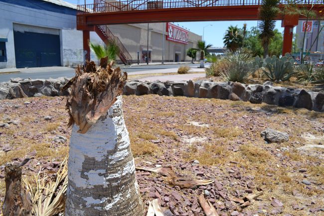 Vegetación dañada. Gran parte de las palmeras que se secan o se dañan en percances siguen sin ser retiradas de sus lugares.