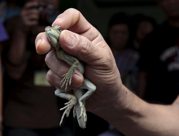 Se investiga a una red de tráfico de especies que opera en diversas entidades del país.