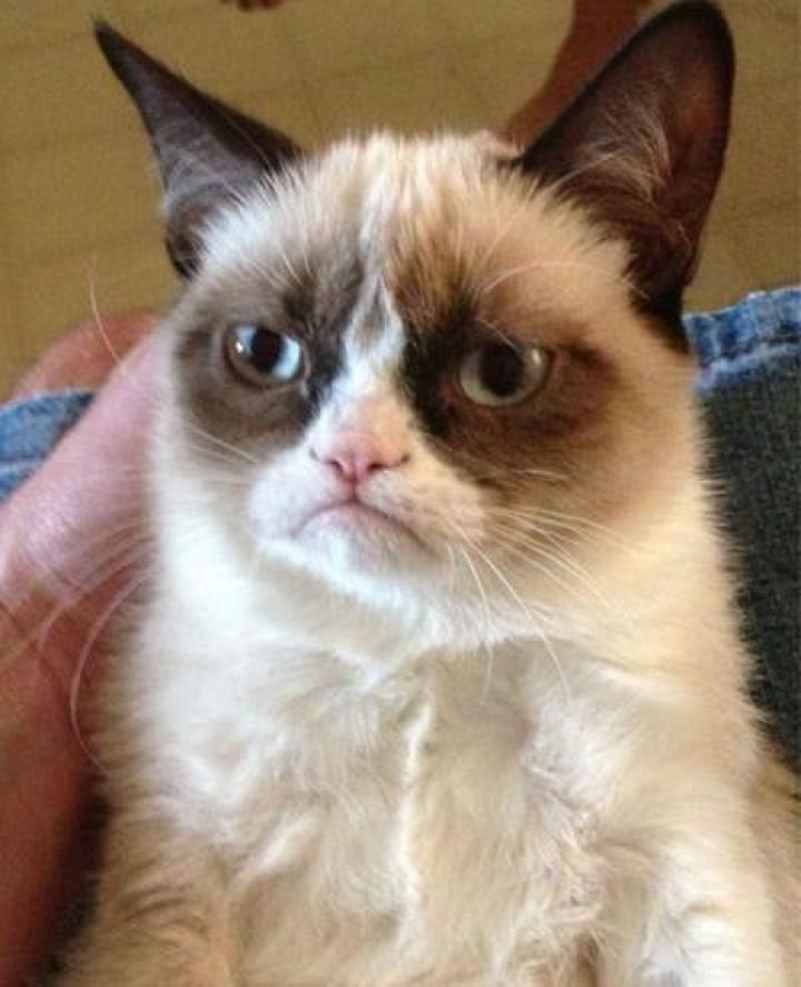 ‘The Grumpy Cat’ es una pequeña gata con un peculiar rostro que se ha vuelto la sensación de las redes sociales. (INTERNET)