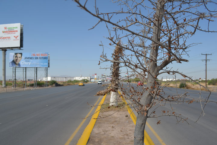 Palmas y árboles secos. Tanto las palmas como los árboles que se encuentran en el camellón central de la autopista están secos.