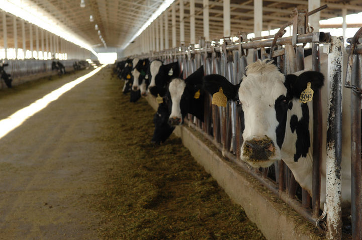 Actividad. La Laguna cuenta con más de 400 mil vacas lecheras,  que la hace una gran productora.