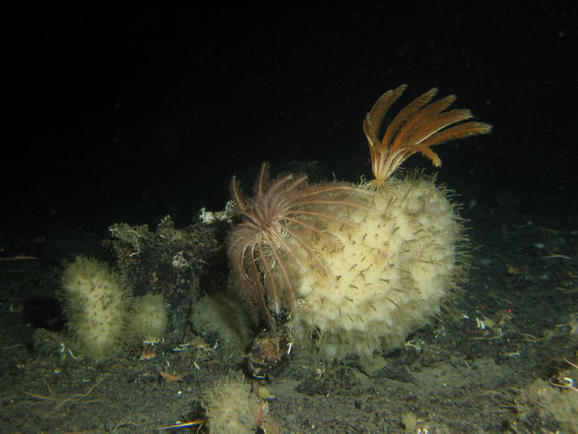 Las esponjas vítreas, o hexactinélidos, son una clase de poríferas cuyo esqueleto mineral está compuesto por espículas silíceas de seis radios que se cruzan en ángulo recto. Se conocen unas 500 especies. EFE
