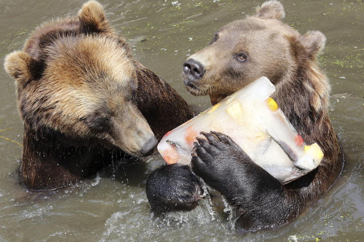 Osos de Kamchatka