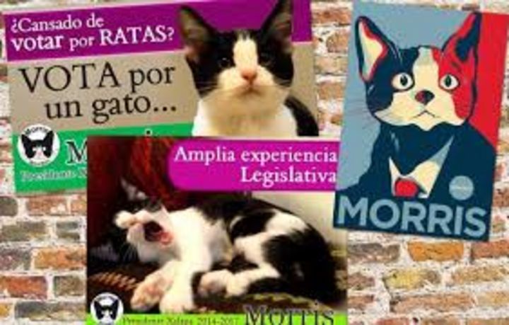 Furor. Mientras tanto seguirán vendiendo los productos para poder acumular ingresos para conformar la ONG.
