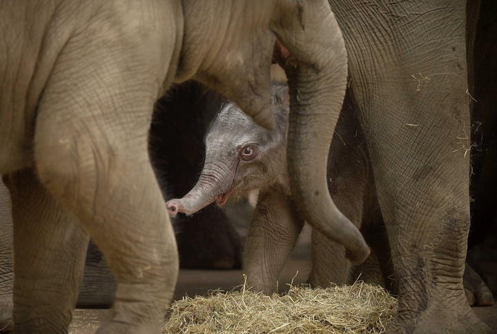 Bebé elefante