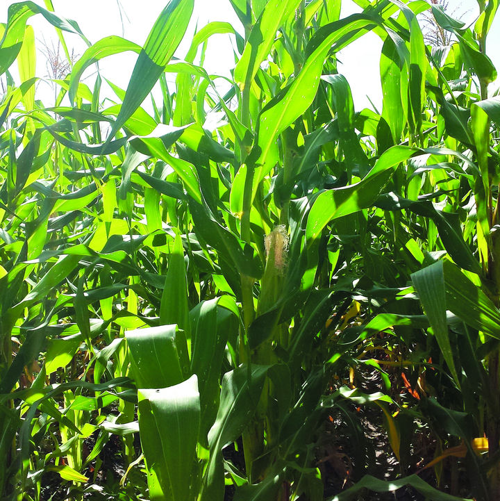 Delegado. En Durango sólo se siembra semilla de maíz normal y mejorada, no transgénica.