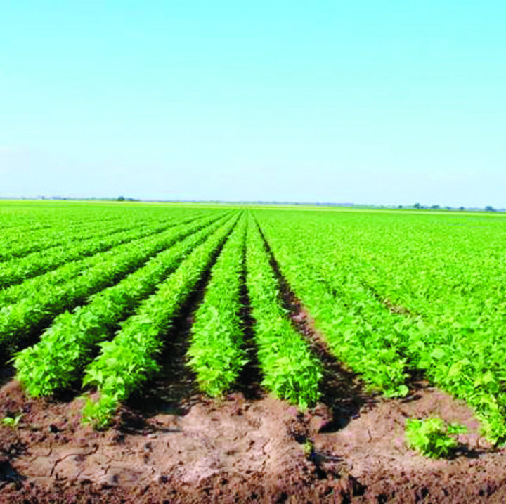 Crece. Los campos van poco a poco con la mata del frijol, unos ya tienen la planta de buen tamaño y en otros apenas está creciendo.