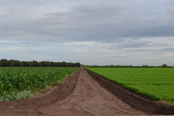 Lluvia favorable. Los cultivos, principalmente de forraje se benefician con la lluvia en Gómez.