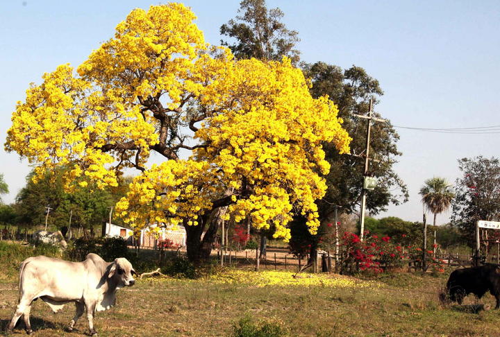 El producto fue extraído de la corteza del Ipé amarillo (Tabebuia aurea), un árbol de hasta 15 metros que, con sus vistosas flores, tiñe de amarillo los paisajes de la sabana brasileña, del Pantanal y de algunas regiones de Bolivia, Guayana, norte de Argentina, Perú y Paraguay, donde se conoce como Tajy o Lapacho amarillo. (ARCHIVO)