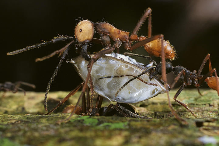 Los árboles tropicales 'estresados' por la falta de agua producen más savia dulce y fortalecen a las hormigas que los defienden de pestes. (ARCHIVO)