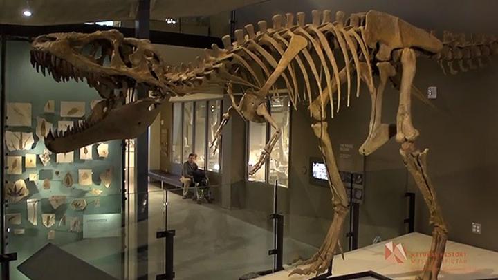 Actualmente, una réplica del Lythronax argestes se expone al público en el Museo de Historia Natural de Utah. (ESPECIAL)