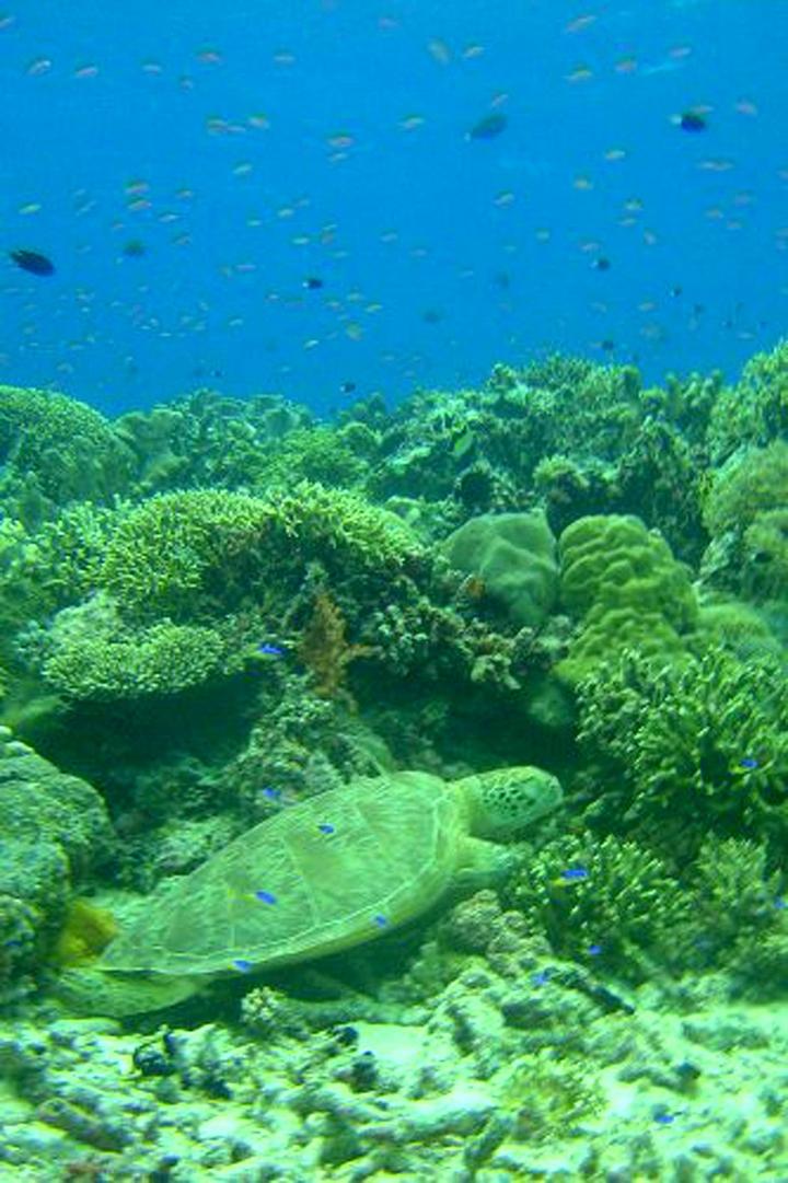 El dispositivo, conocido como Edokko 1, constará de tres aparatos esféricos, uno de ellos con una cámara en tres dimensiones en alta definición y un transmisor para garantizar la señal, de cara a estudiar la fauna y recoger muestras de abismo marino. (ARCHIVO)