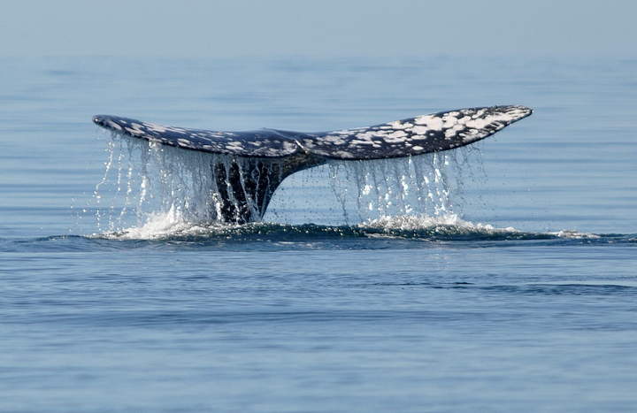 La procuraduría dijo que no fue posible determinar el tamaño de la ballena o si ésta sufrió lesiones. (Archivo)
