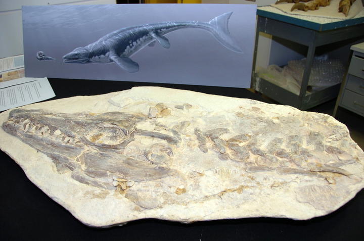 La identificación de ese pigmento en criaturas marinas vagamente conectadas proporciona evidencias de la evolución convergente de la melanina, según indica el estudio liderado por el científico Johan Lindgren. (ARCHIVO)