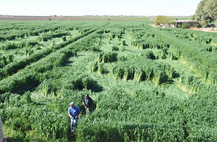 Figuras. Así lucen los sembradíos de avena de la pequeña propiedad  denominada 'Albia' ubicada en el ejido Hormiguero de Matamoros