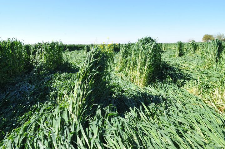 Sembradíos de avena asombran a laguneros