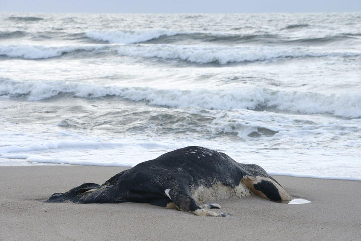 Aparecen vacas muertas en playas