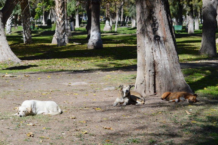 Sin dueño. Perros sin dueño se pasean por todas las áreas del Bosque Venustiano Carranza,  los animales incluso llegan a rondar a los niños del área de juegos infantiles. 