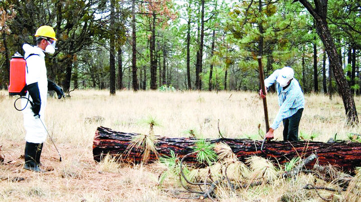 Nueva plaga. Se hacen trabajos de verificación en el bosque para buscar la nueva plaga y empezar a eliminarla cuanto antes. 