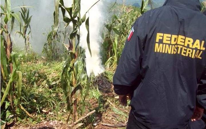 Destruyen marihuana en Chiapas. Personal militar y policías federales incineraron 12 mil plantas de marihuana, que fueron localizadas en dos sembradíos de una comunidad del municipio de Tumbalá en la región norte de Chiapas.