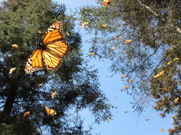 Según expertos, las principales amenazas que enfrenta la mariposa monarca son la deforestación y degradación forestal, producto de la tala ilegal en los sitios de hibernación en México. (Archivo)