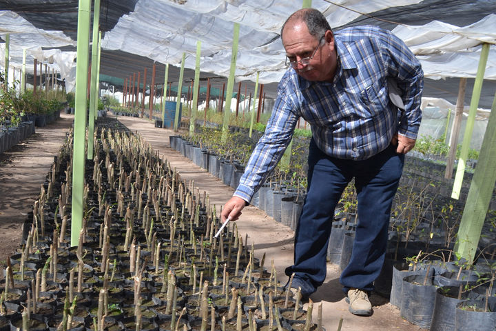 Chaya. Tienen mil 800 plantas y se entregarán a quien así lo desee a partir del 15 de marzo en Lerdo. 