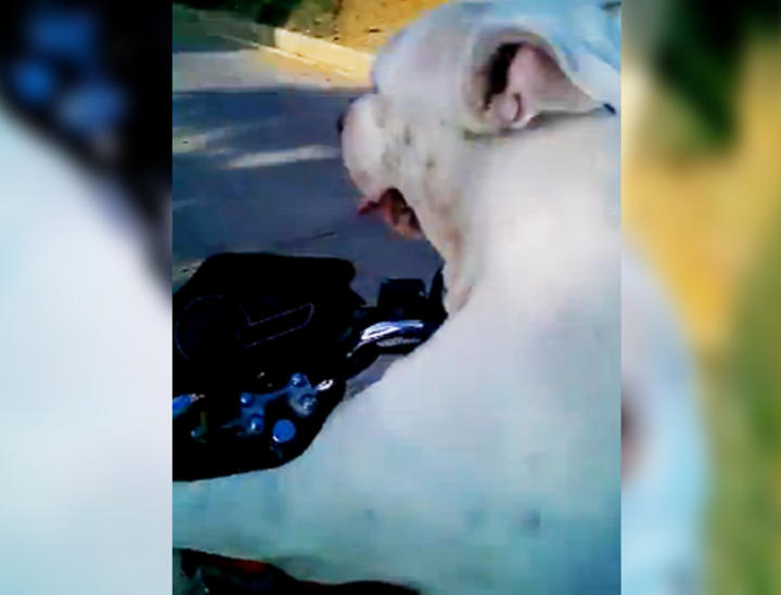 El perrito disfrutó del recorrido montado en la motocicleta. (YouTube)