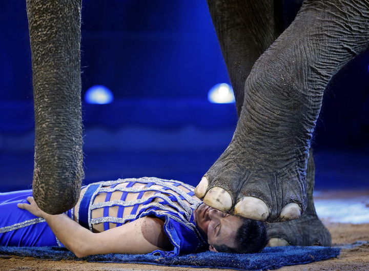 Uso de animales. El artista circense Joy Garthner hace una demostración con un elefante. 