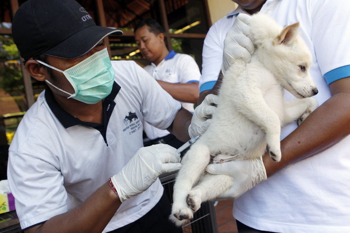 Inicia vacunación a perros y gatos