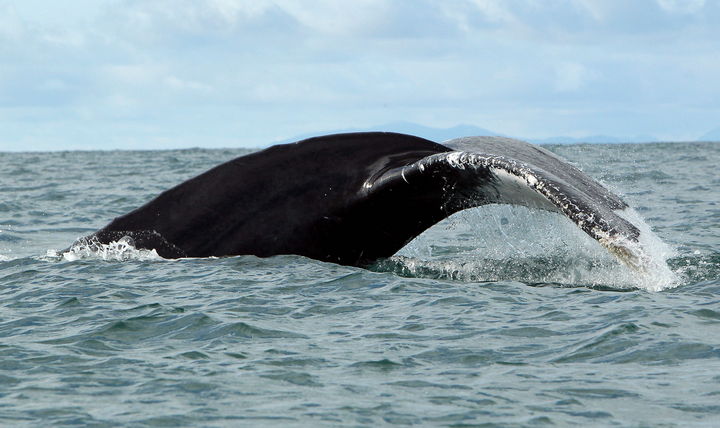 Especie. Fotografía de una ballena jorobada en el mar. En el rescate participaron cuatro inspectores de la procuraduría ambiental.