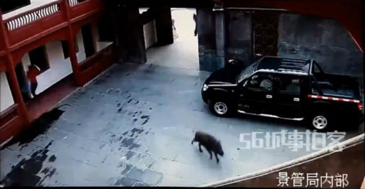 Los salvajes animales causaron temor en las calles de la ciudad oriental. (YouTube)