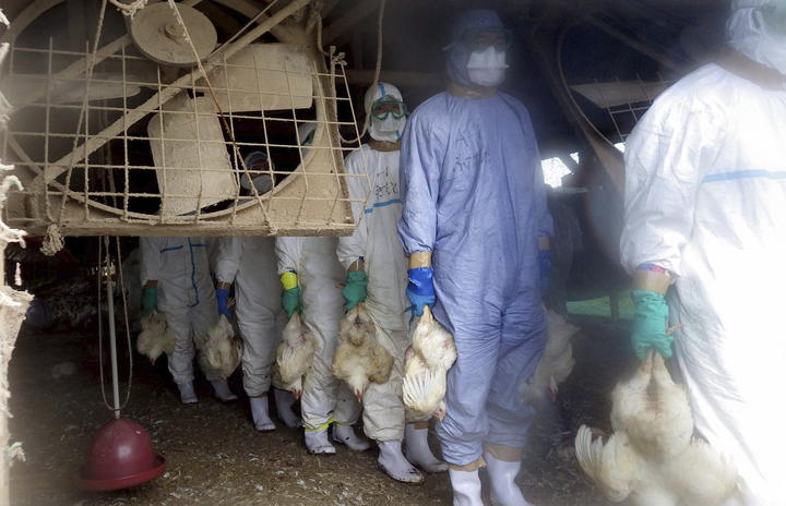 De momento, en Kumamoto se han sacrificado unos 112,000 pollos para contener el contagio del virus, cuya presencia se confirmó el pasado domingo, al tiempo que se ha prohibido el transporte de aves y huevos en tres kilómetros en torno a la granja afectada. (EFE)