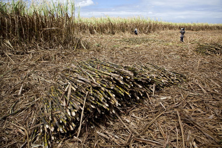Cultivo. Trabajadores de la industria azucarera cortan cañas en un campo para su posterior procesamiento.